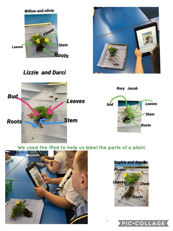 Image of Investigating Plants
